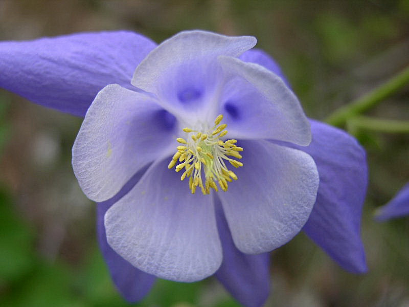 Aquilegia nugorensis (=A.bernardii ) / Aqilegia del nuorese